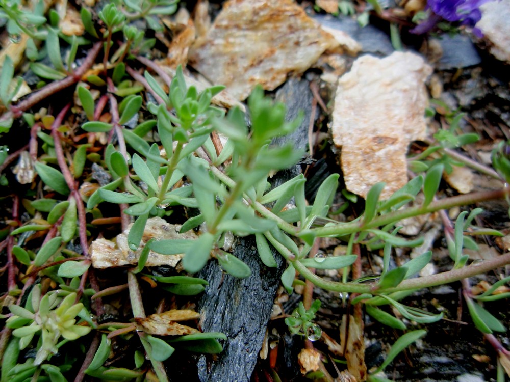 Linaria del canton ticino